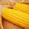 [Caja Completa de 10 Mazorcas] Maíz Amarillo Glutinoso Auténtico del Noreste, Dulce y Pegajoso, Fresco, Sin OGM, Sustituto de Comida, Pérdida de Peso, 10% de Descuento