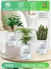 Vasos Pequenos de Plantas Verdes para Jardim de Infância, Fáceis de Manter, Adequados para Mesas de Escritório, Plantio o Ano Todo de Plantas Hidropônicas, Plantas Verdes, Flores de Interior