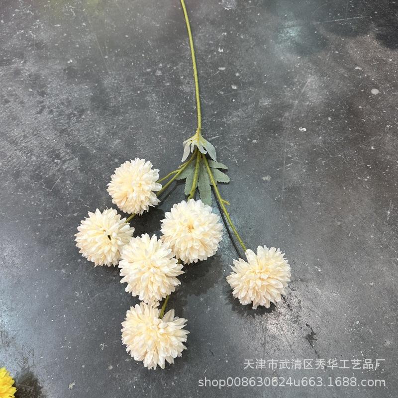 6头球菊香槟色