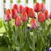 Semillas de bulbos de tulipán, bulbos holandeses de pétalo simple de 5 grados, flores de interior en maceta, florecen todo el año, fáciles de cuidar, aptos para cultivo hidropónico, venta al por mayor