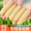 Maíz Dedo Xishuangbanna Yunnan Desayuno Instantáneo Sustituto de Comida Maíz Dedo Mini Fresco Dulce Fragante Dai