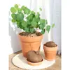 Plantas Suculentas para Paisajismo, Plantas Verdes Redondas de Hoja para Maceta Tortuga de Montaña, Bonsái de Escritorio Hidropónico, Plantas Trepadoras para Patio