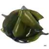 Kelp Salgado de Haste Curta Espesso Selvagem Fresco Seco Parcialmente 2,5kg Pacote