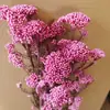 Flores preservadas, flores de mijo, flores de arroz flor eterna, hierba de mijo, arreglos florales de decoración para el hogar DIY, flores Xiduo