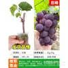 Plántulas de Vid Rosa Sunshine, Plantas en Maceta, Empaquetadas con Tierra, Plántulas de Árbol Frutal Adecuadas para Plantar Tanto en Regiones del Norte como del Sur, Plántulas de Vid que Dan Fruto el Mismo Año