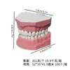 Modelo com 28 Dentes, Modelo Interdental, Modelo de Ensino de Escovação para Jardim de Infância, Modelo de Cavidade Oral, Modelo de Dente para Prática Estética