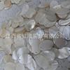 Concha Natural de Agua Dulce Forma Ovalada Agujero Único Concha DIY Pasador Estilo Antiguo Pendiente Accesorios Decoración del Hogar Adorno Colgante Colgante