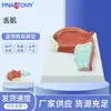 Pnt-0336 Modelo de Anatomía Muscular Oral y Muscular de la Lengua Modelo Médico de Enseñanza Modelo de Enseñanza Oral