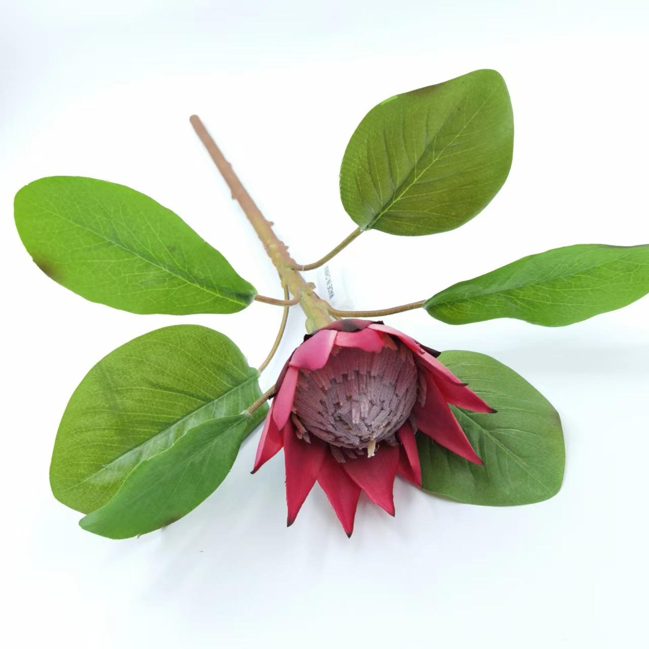 小帝王花