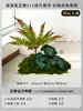 Musgo para Paisajismo de Plantas Verdes Plantas Artificiales Decoración Flores Artificiales Combinación Tropical para Interiores Paisaje de Ventana Persa Arreglo de Césped