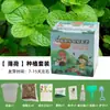 Plantas en Maceta Hechas a Mano para Niños Estudiantes de Primaria para Observar el Crecimiento de las Plantas Cultivo y Germinación DIY Mini Plantas Verdes en Maceta