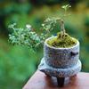 Bonsái de nieve de junio tigen de borde dorado acantilado miniatura floración árbol pequeño en maceta modelado de pila escritorio de oficina interior