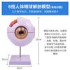 Modelo de Simulación del Ojo Humano 6 veces aumento estructura del ojo fabricación anatomía modelo de ojo instrumento de enseñanza herramienta de abalorios Médico