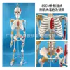 Esqueleto humano, modelo de esqueleto para adultos, columna vertebral, disco intervertebral, articulación, estándar médico, enseñanza, modelo de cuerpo entero