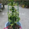 Soporte de Flores Combinado Floristería Verde Venta al por Mayor Combinación de Tres Macetas Soporte de Macetas de Piso