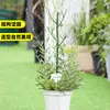 Estacas de Soporte para Jardinería, Varillas de Soporte para Plantas, Modelado de Plantas en Maceta, Marcos de Soporte para Jardín, Fabricante Mayorista de Celosías para Trepar