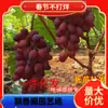 Dropshipping de Novas Variedades de Videiras Red-Coated Girls' Videiras Trepadeiras Enxertadas Mudas de Uva Plantadas em Bacias e Plantadas no Norte e Sul