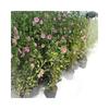 Paleta de Flor de Hibisco Pequeña Planta de Flor en Maceta Interior Balcón Patio Plantación en Suelo con Tierra Enviada Fácil de Alimentar Plantas Verdes