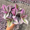 Pintura a Óleo Lírio-Aranha de Casamento em Vaso, Planta de Folhagem Super Fácil de Cuidar, Lírio-Aranha de Folha Roxa, Verde para Escritório, Flor de Interior, Resistente ao Frio