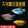 Pez Manlong, Alevines de Agua Dulce, Peces Ornamentales, Fáciles de Criar, Resistentes, Peces Pequeños Que No Necesitan Oxígeno, Pez Lili Pequeño y Colorido, Peces Vivos para Principiantes