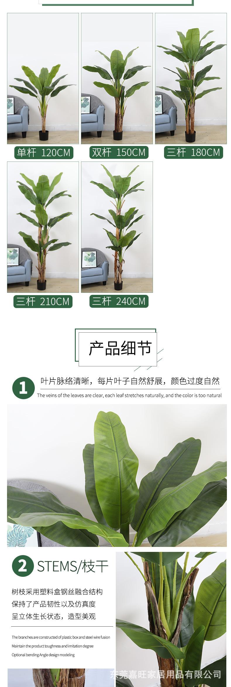阿里的芭蕉树_02