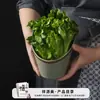 Cubo para Verduras de Melamina Xiangyuan para Restaurantes de Hot Pot, Tazón Inclinado para Uso Comercial, Adecuado para Verduras, Lechuga y Guarniciones