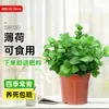 Las plantas de menta en maceta son comestibles y se pueden usar como vegetación repelente de mosquitos.. El romero es una excelente opción para los espacios de oficina, ya que es una planta hidropónica resistente, de hoja perenne y fácil de cuidar.