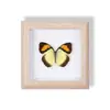 Especimen de Mariposa Real Pintura Decorativa Colgante Adorno de Insecto con Ojos Azules, Marco de Madera Maciza, Regalo para Mejor Amigo, Recuerdo Único
