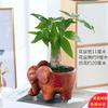 Árvore da Fortuna em Vaso Samambaia Aspargo Planta para Interior Sala de Estar Mesa de Escritório Árvore Verde Muda Absorvedora de Formaldeído Purificação Bonsai