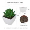 Más de 100 Tipos de Combinaciones de Plantas Suculentas Artificiales en Maceta Mini, Ventas Transfronterizas Populares, Estilo Sencillo Decoración del Hogar Flores Artificiales y Plantas Verdes, Directo de la Fábrica Fuente