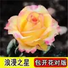 Plántulas de Rosas Multicolores Injertadas, Plantas en Maceta que Florecen Todo el Año, Flor Grande, Fragantes, Aptas para Uso en Interiores y Exteriores, Plantas Verdes, Plántulas de Rosas