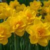 Bulbos de Narciso Importados, Plantas en Maceta Hidropónicas, Doble Pétalo, Florecen en Todas las Estaciones, Balcones Interiores y Exteriores, Florales y Plantas Fáciles de Cultivar, Resistentes al Frío