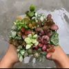 Planta Verde Mini Interna Rede Grama Flor Pequena Musgo Micro Paisagem DIY Vaso Tanque de Água e Terra Bonsai