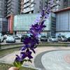 Simulación de delphinium individual, venta al por mayor, comercio exterior, leffei delphinium, amarillo violeta, decoración de boda, flores falsas