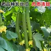 Plántulas de berenjena para cuatro estaciones, plantas en maceta con tierra, variedades viejas injertadas de berenjena morada y semillas de berenjena de Hangzhou, plántulas de hortalizas de primavera
