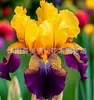 Semillas de rizomas de iris de flor azul, semillas de flores de bulbo, fáciles de cultivar y florecen todo el año, adecuadas para paisajismo de jardines y plantas en maceta