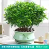 Repelente de Mosquitos, Madera de Pimienta Fragante, Plantas Verdes de Interior en Maceta, Fácil de Cultivar, Absorbe Formaldehído, Plántulas de Flor Jiuli Xiang, Cultivo en Agua