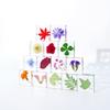 Resina de Cristal Rosa y Planta de Trébol Especimen Ámbar de Resina Juguetes para Niños y Niñas Regalos Culturales y Creativos Pequeños Adornos