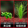Aquário Plantas Aquáticas Grama Real Paisagismo Anel de Fixação Hidropônico Grama Centopeia Purificação Negativa Qualidade da Água Crisântemo Verde Banyan Aquático Pacote
