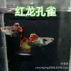 Peces Tropicales, Peces Ornamentales, Guppy, Anchoa, Abanico Rojo Brasileño, Encaje de Orejas Grandes, Juvenil Todo Rojo, Peces Vivos, Pez Ángel