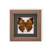 Raro Ornamento de Insecto Precioso Mariposa Pavo Real Espécimen de Mariposa Azul Regalo para Ancianos, Amigos, Niñas Regalo de Cumpleaños Marco de Espécimen de Mariposa