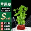 Pedra Vulcânica Plantas Aquáticas Plantas Hidropônicas Paisagismo de Aquário Plantas Aquáticas Salgueiro-d'água Grama-centopeia Crisântemo Verde Plantas Aquáticas Tolerantes à Sombra Plantas Reais Atacado