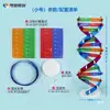 Modelo de Estructura de Doble Hélice de ADN J3242 Componente Versión de Ensamblaje Molecular Pequeño Genético Gen y Mutación Modelo