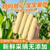 Milho polegar de Xishuangbanna refeição substituta para bebês pronto para comer espigas de milho pegajosas pequenas para crianças, pegajoso, branco, perfumado e delicioso