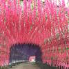 Decoración de Boda Personalizada Tiras de Flores Glicinia Simulada Flor de Frijol Popular Flor de Tres Puntas Simulada en el Techo Enredadera de Flores Paseo Flor de Glicinia Simulada