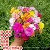 Plántulas de Portulaca de pétalo doble con capullos de flor enviadas en colores mezclados, sistema radicular completo, florece en balcón y patio, planta de maceta