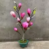 Dropshipping de mudas de magnólia anã em vasos com botões, flores de magnólia roxas adequadas para plantio tanto no norte quanto no sul, plantas com flores resistentes