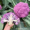 Shandong Shouguang enciclopedia de semillas de hortalizas mayorista fuente de semillas de melón y frutas fabricantes soporte para las cuatro estaciones primavera y verano envío directo