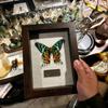 Marco de Fotos Hueco Tridimensional Vintage Profundidad 1.8cm Caja de Exhibición de Especímenes de Insectos Mariposa Marco Vacío Soporte de Exhibición para Marco Hecho a Mano