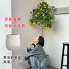 Planta de Limonero en Maceta con Fruta Comestible Planta Verde Alta para Sala de Estar Planta Grande Interior Balcón Perenne Todo el Año